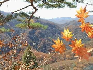 河东实时天气与黄鹤楼雅香金最新包装概念详解